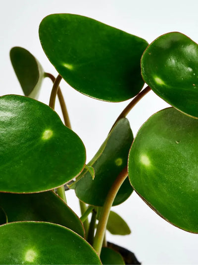 Plantes grasses ou succulentes