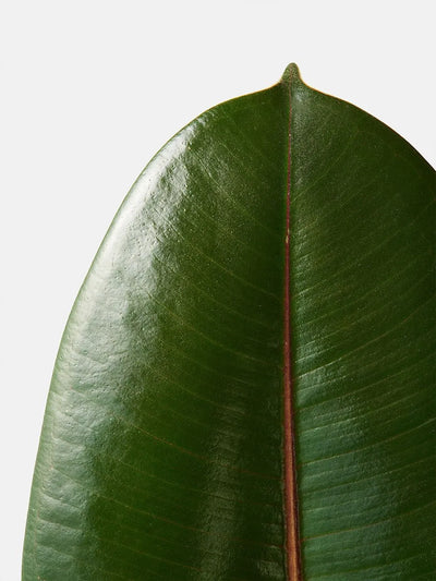 Ficus
