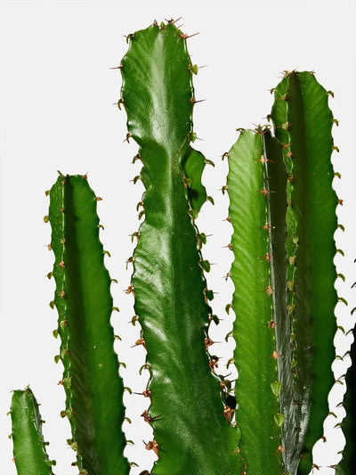 Euphorbes