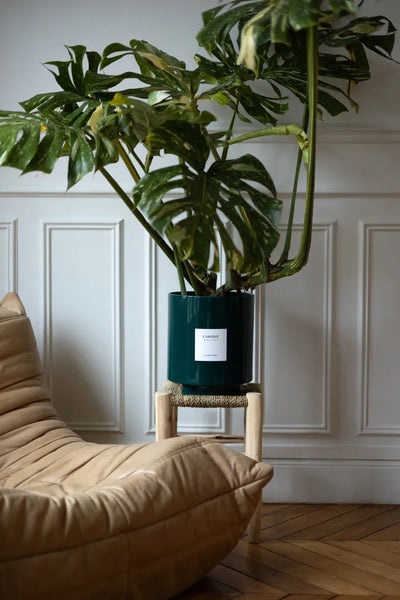 Monstera