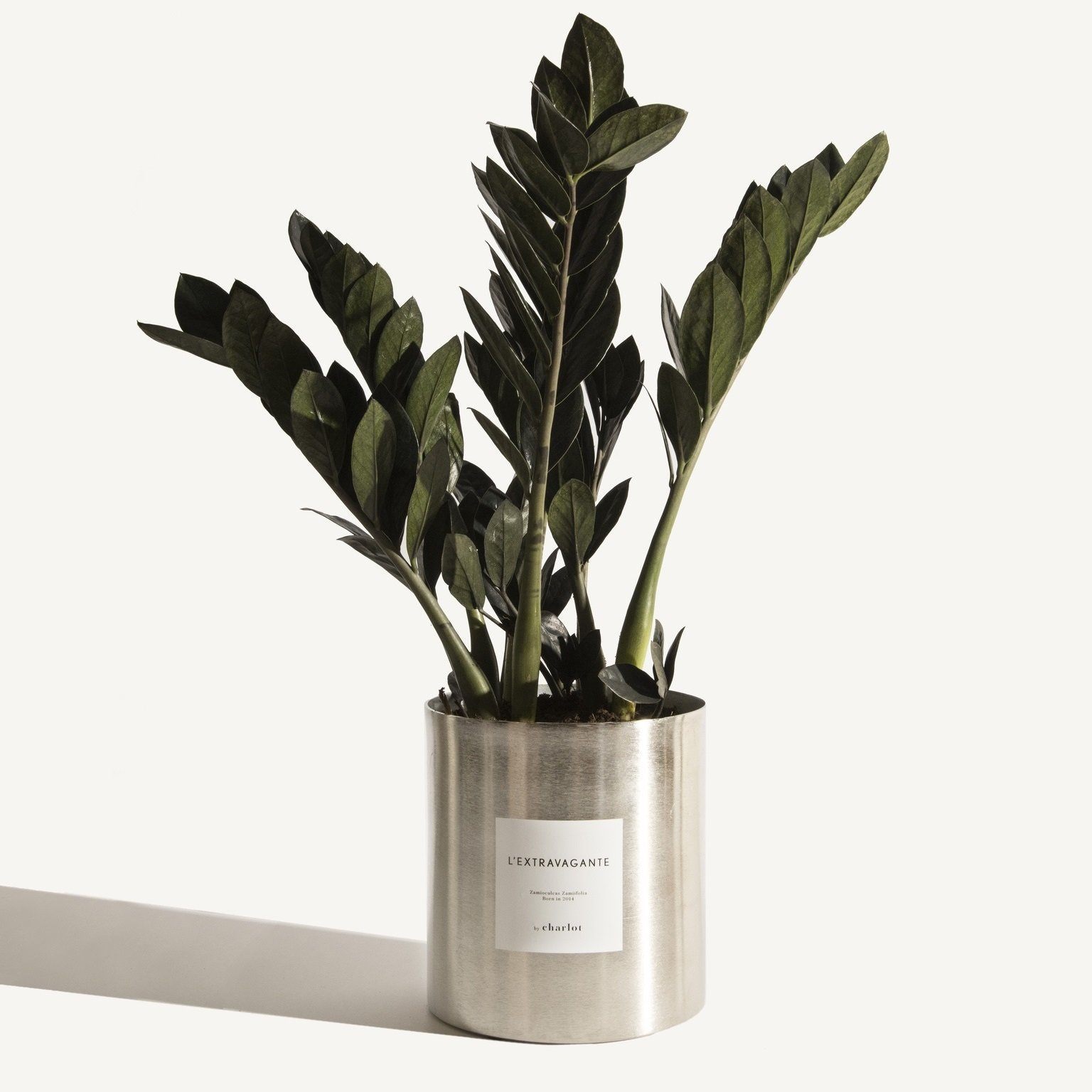 Les Très Grandes Plantes