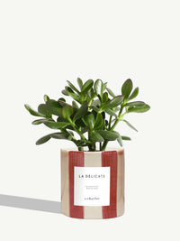 La Délicate