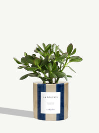 La Délicate