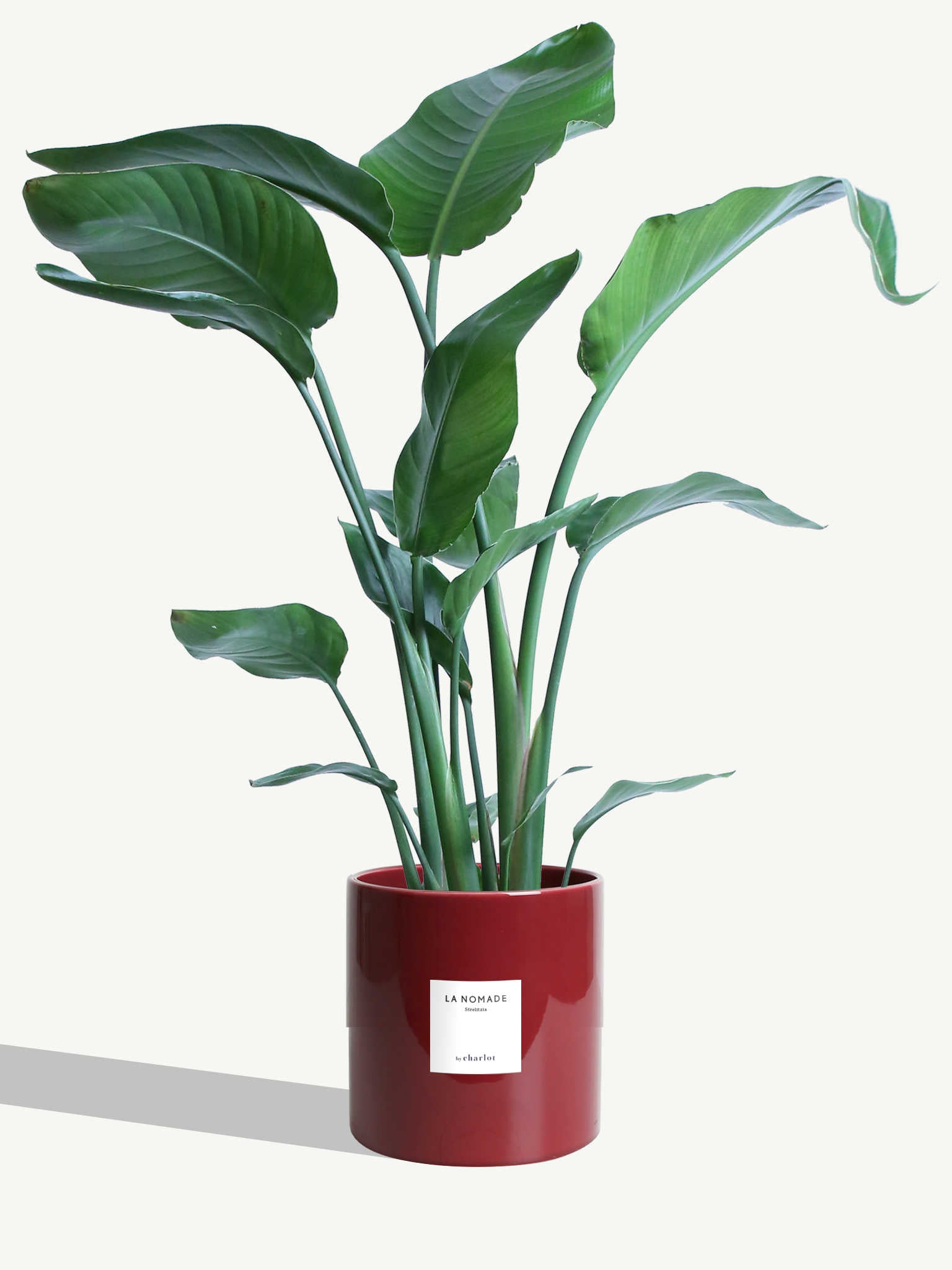 La Nomade By Charlot | Plantes de caractère à personnaliser