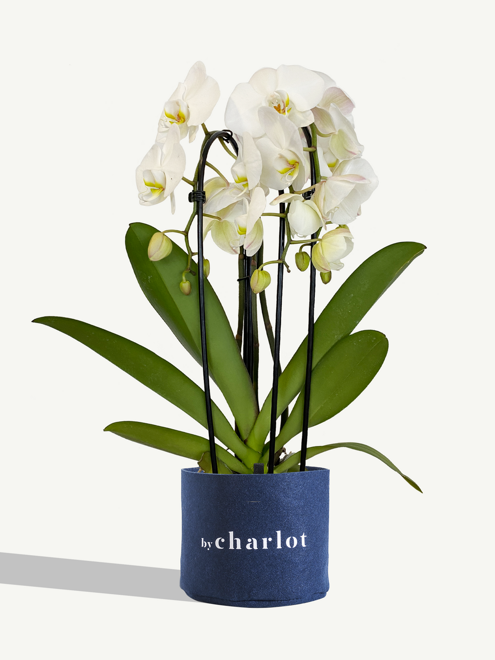 L'Étoilée Blanche