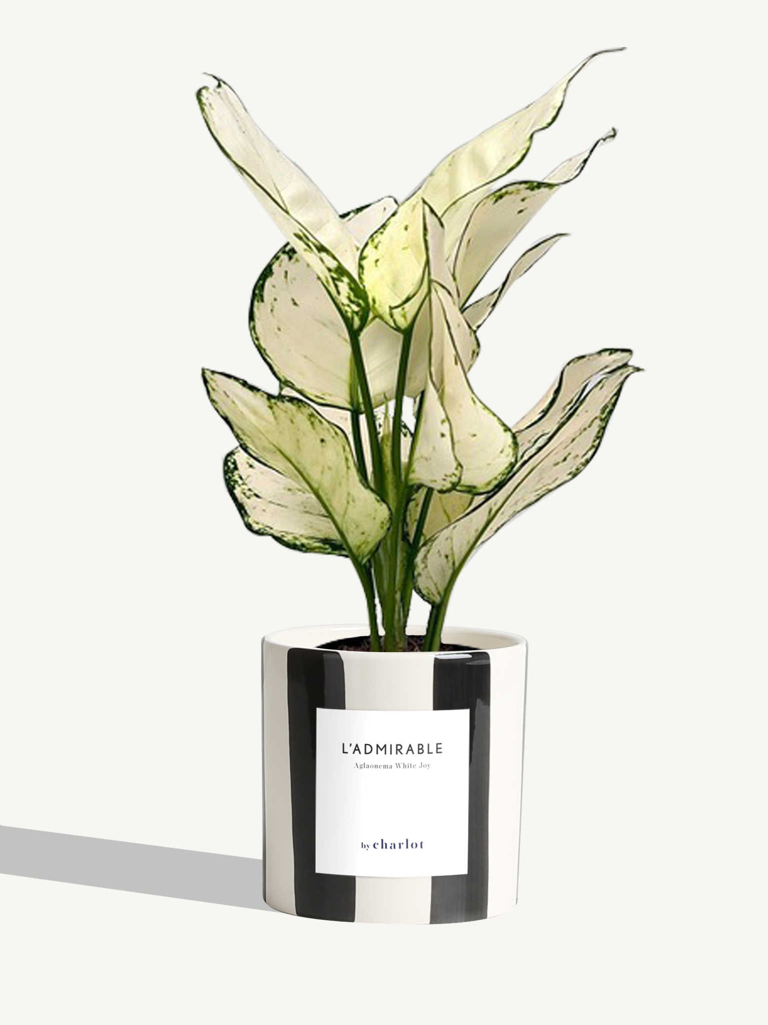 L'Admirable By Charlot | Plantes de caractère à personnaliser