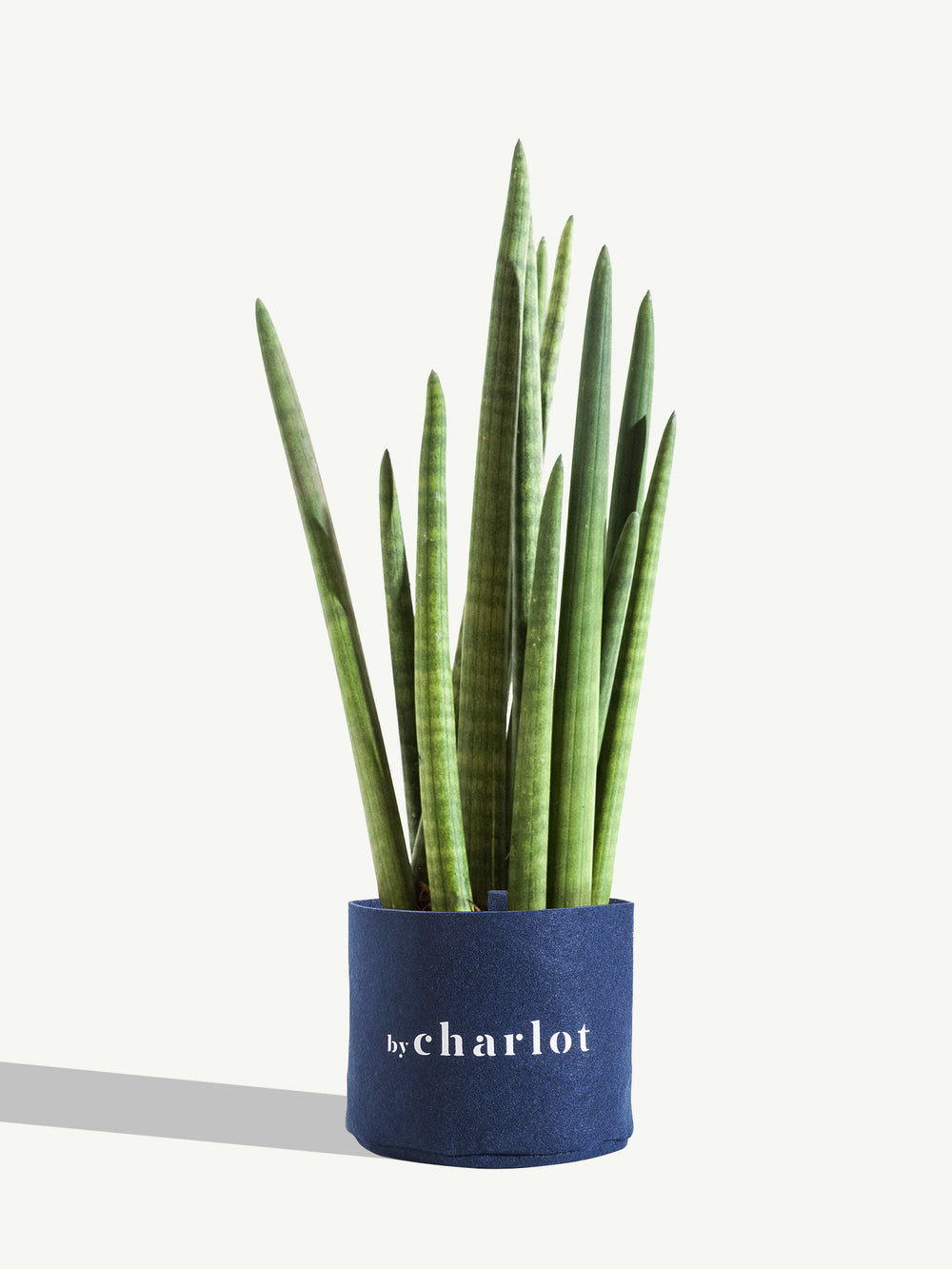 Le Charmeur