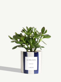 La Délicate