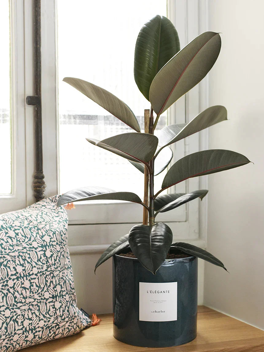 L’Élégante, ficus elastica By Charlot, dans un pot en céramique bleu nuit posé près d’une fenêtre
