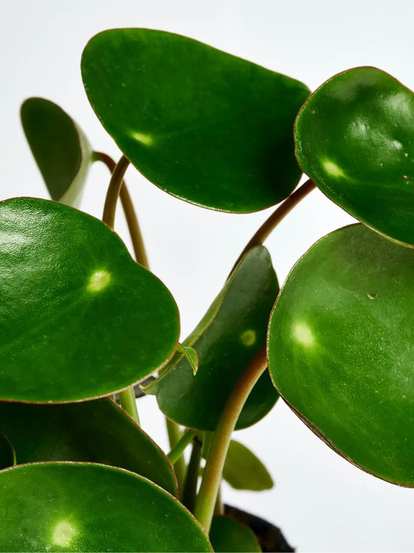 Plantes grasses ou succulentes