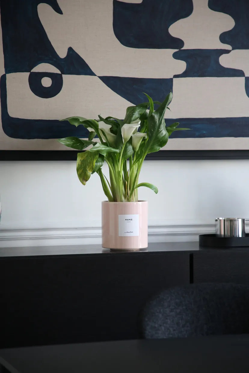 Plantes fleuries