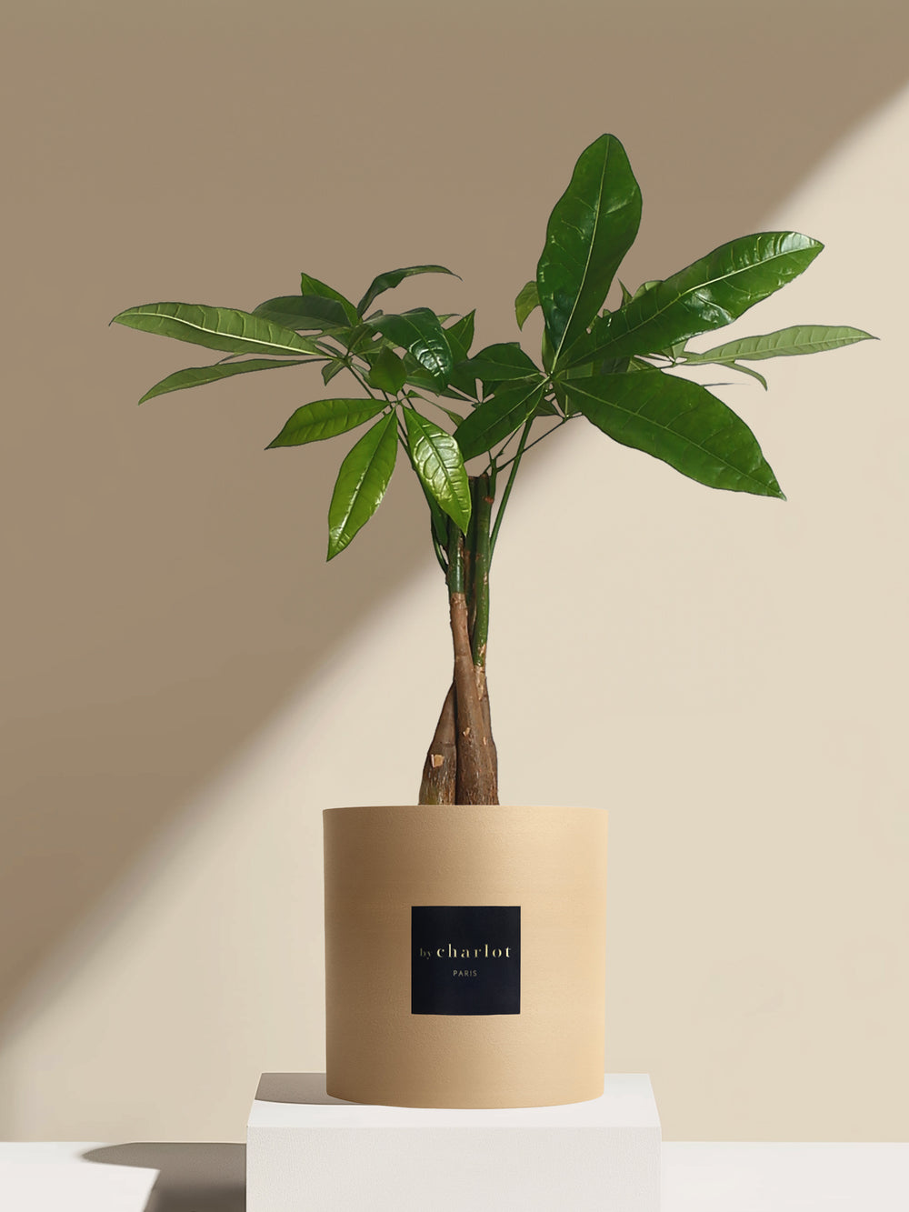 L'Aviateur - Pot beige