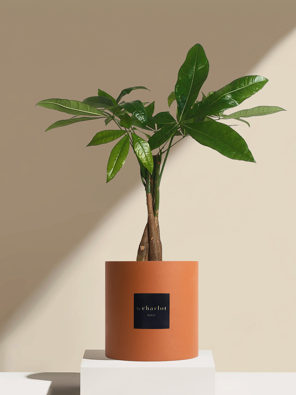 L'Aviateur - Pot terracotta