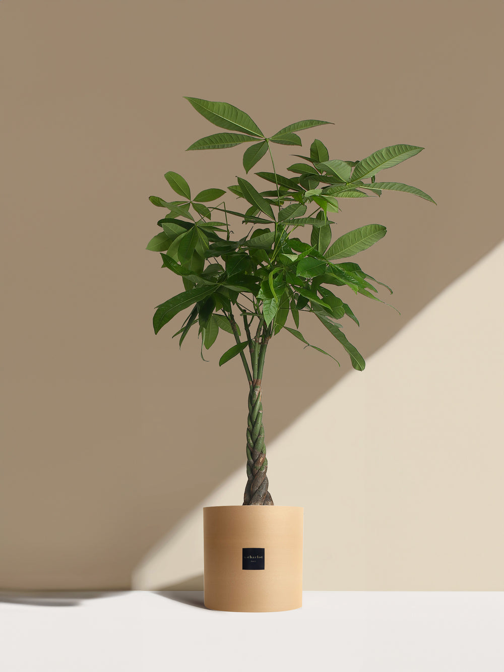 L'Aviateur - Pot beige