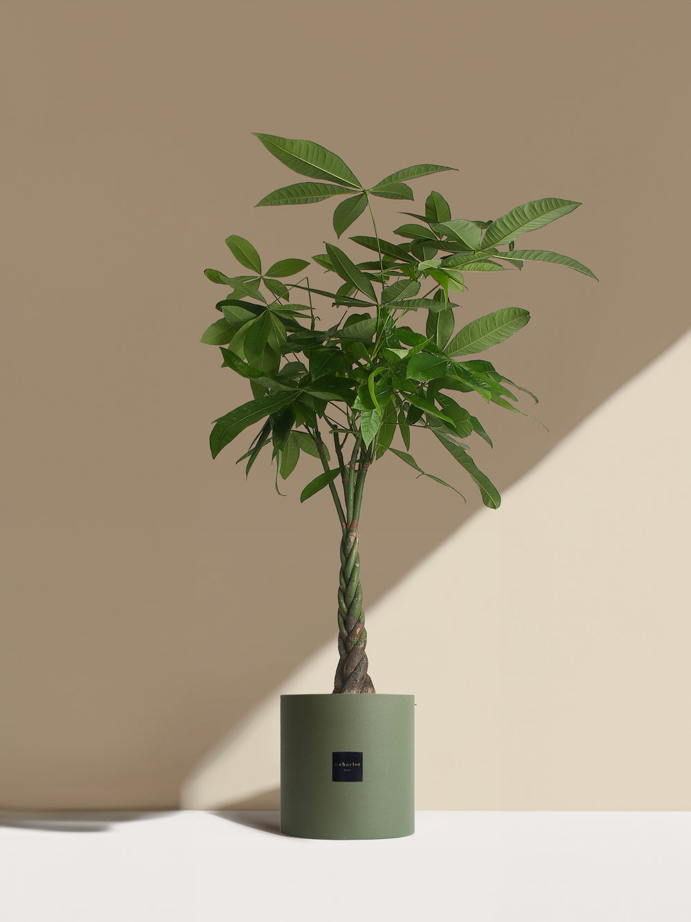 L'Aviateur - Pot vert