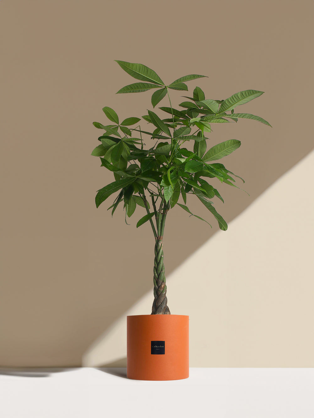 L'Aviateur - Pot terracotta