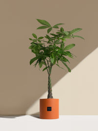 L'Aviateur - Pot terracotta