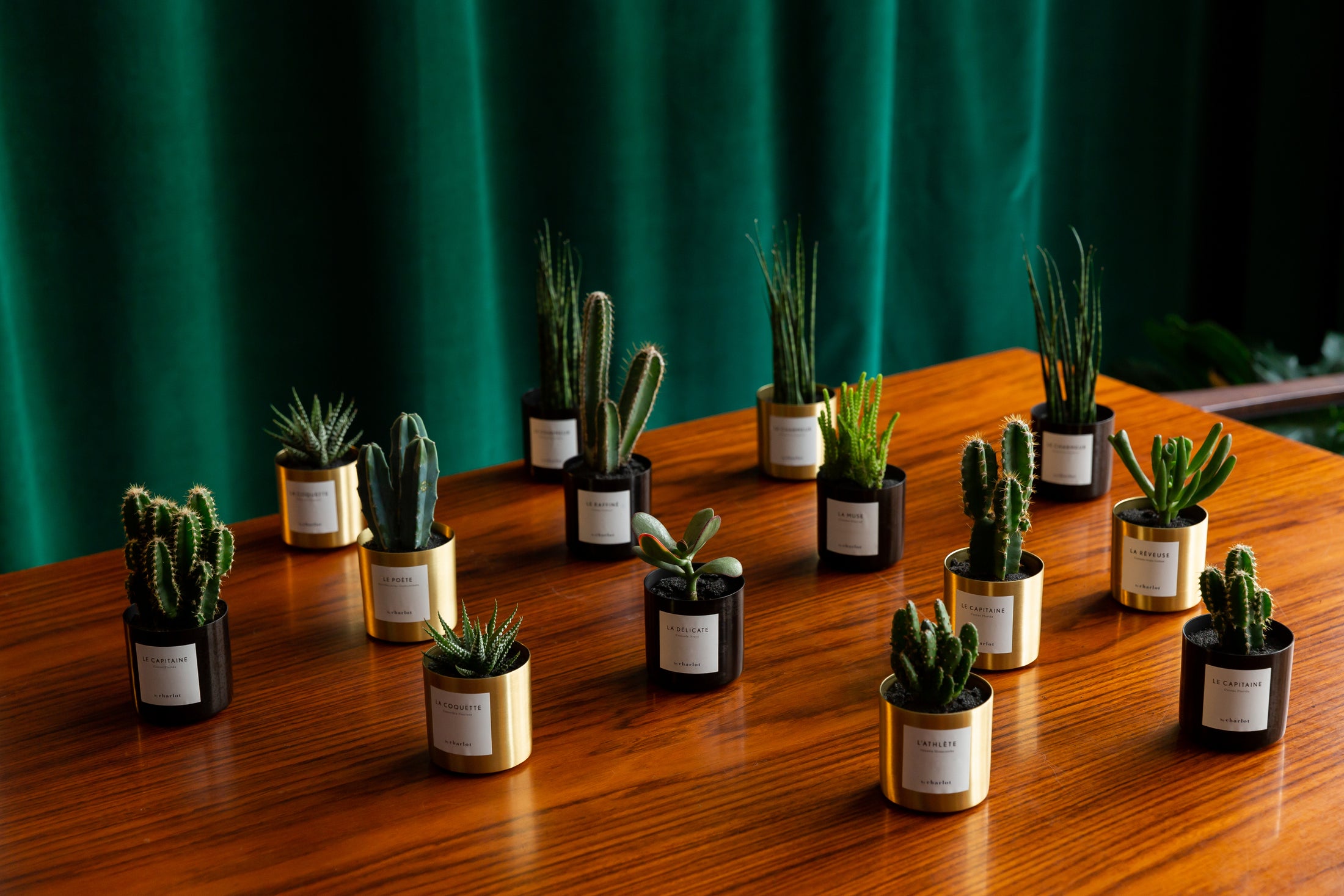 Plantes personnalisées By Charlot offertes en cadeau d'affaires