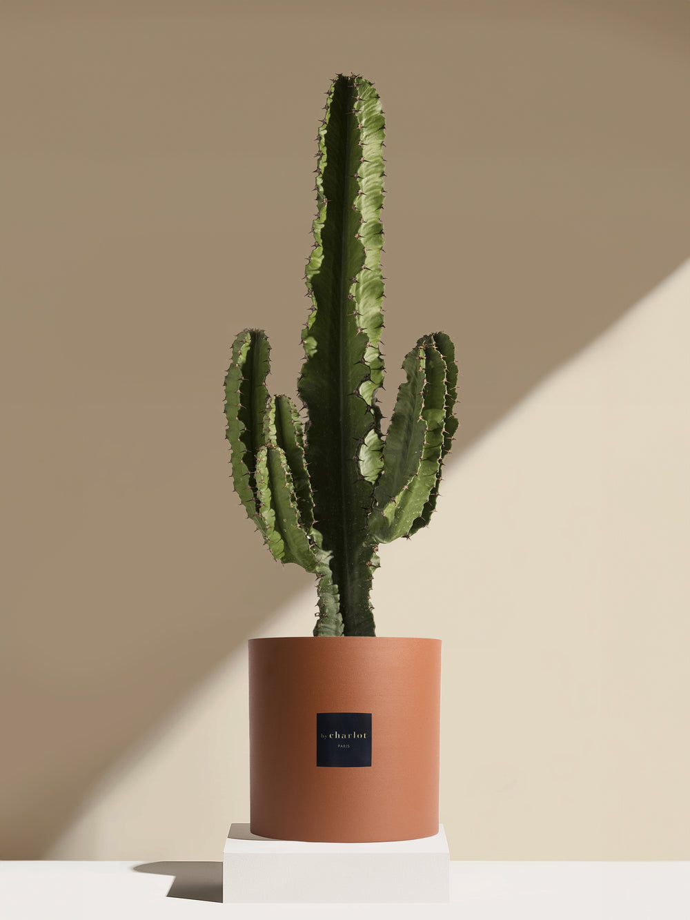 Le Collectionneur - Pot brique