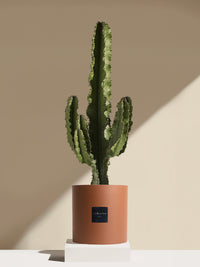 Le Collectionneur - Pot brique