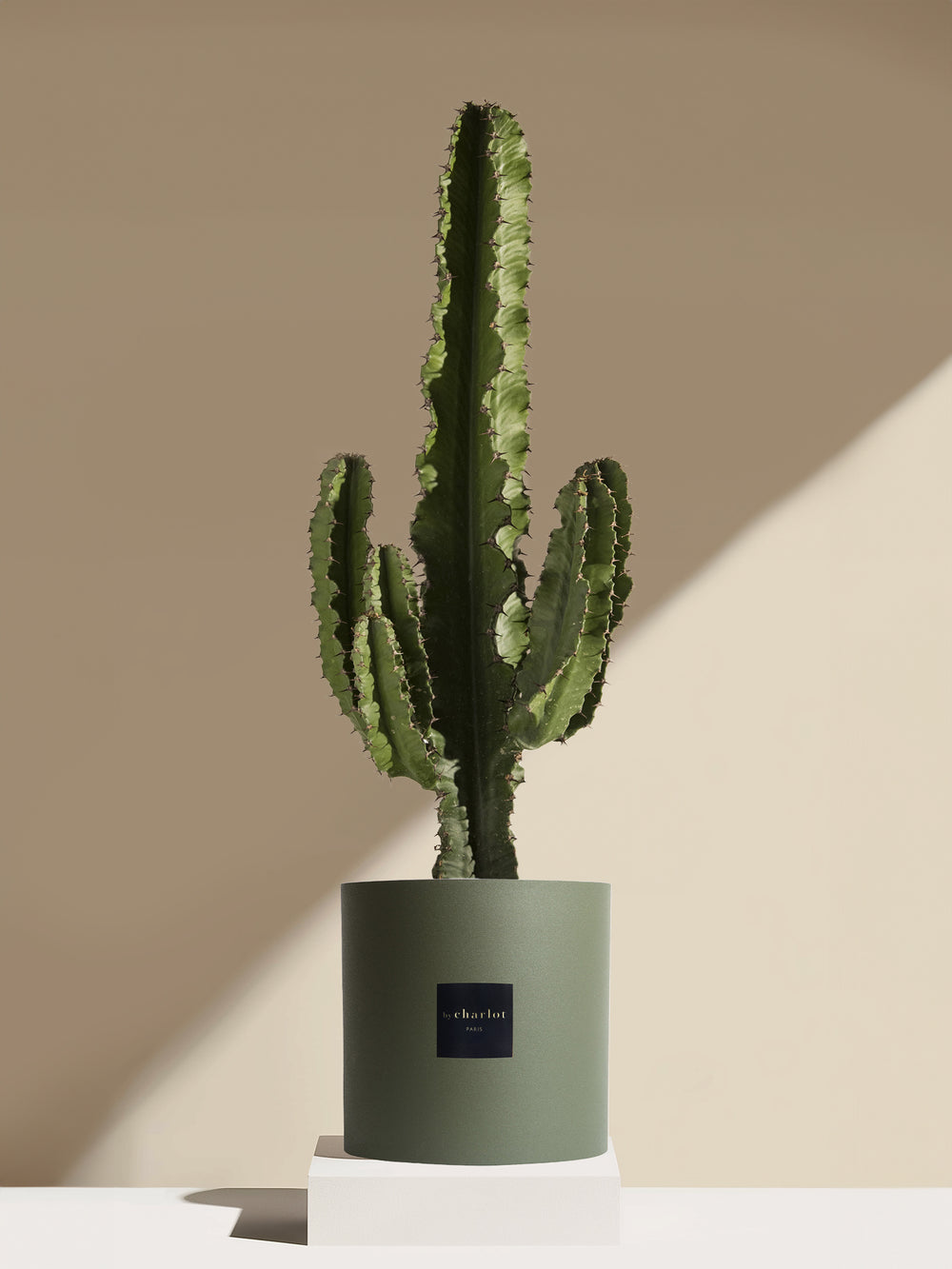 Le Collectionneur - Pot vert
