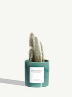 The Warm One