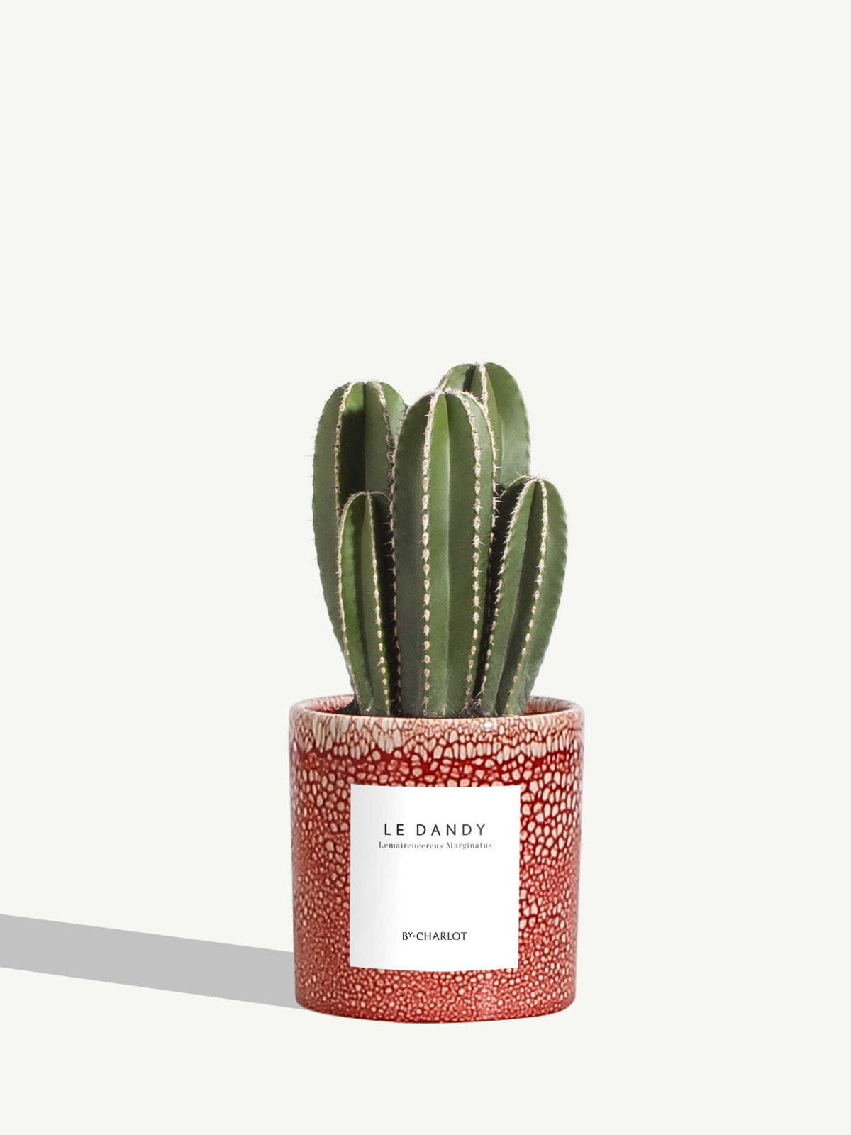 Le Dandy