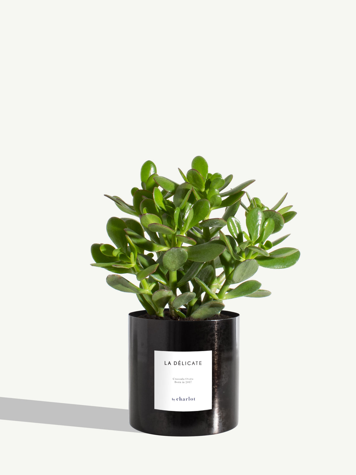 La Délicate