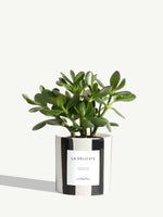 The Delicate - Black Striped Ceramic