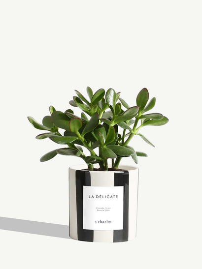 The Delicate - Black Striped Ceramic