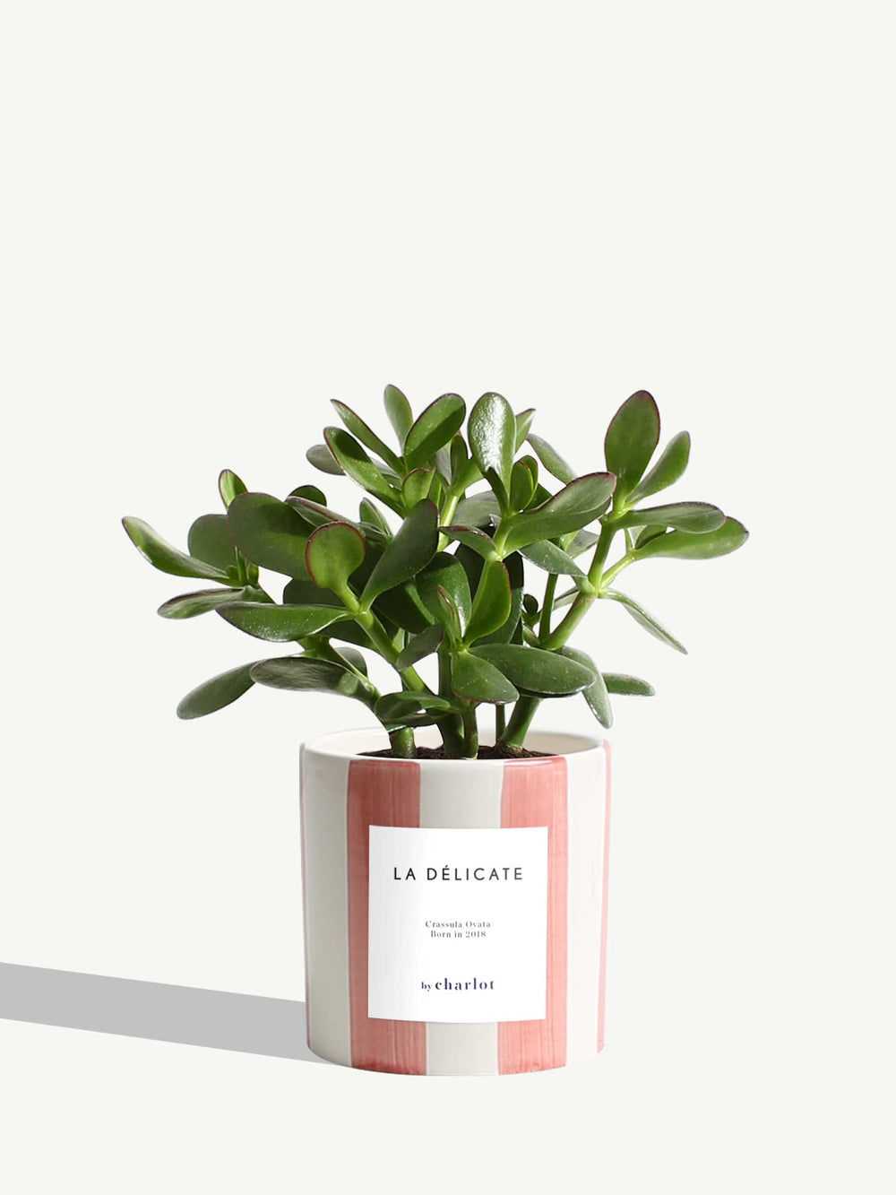 Plante personnalisée « Le Chaleureux » By Charlot