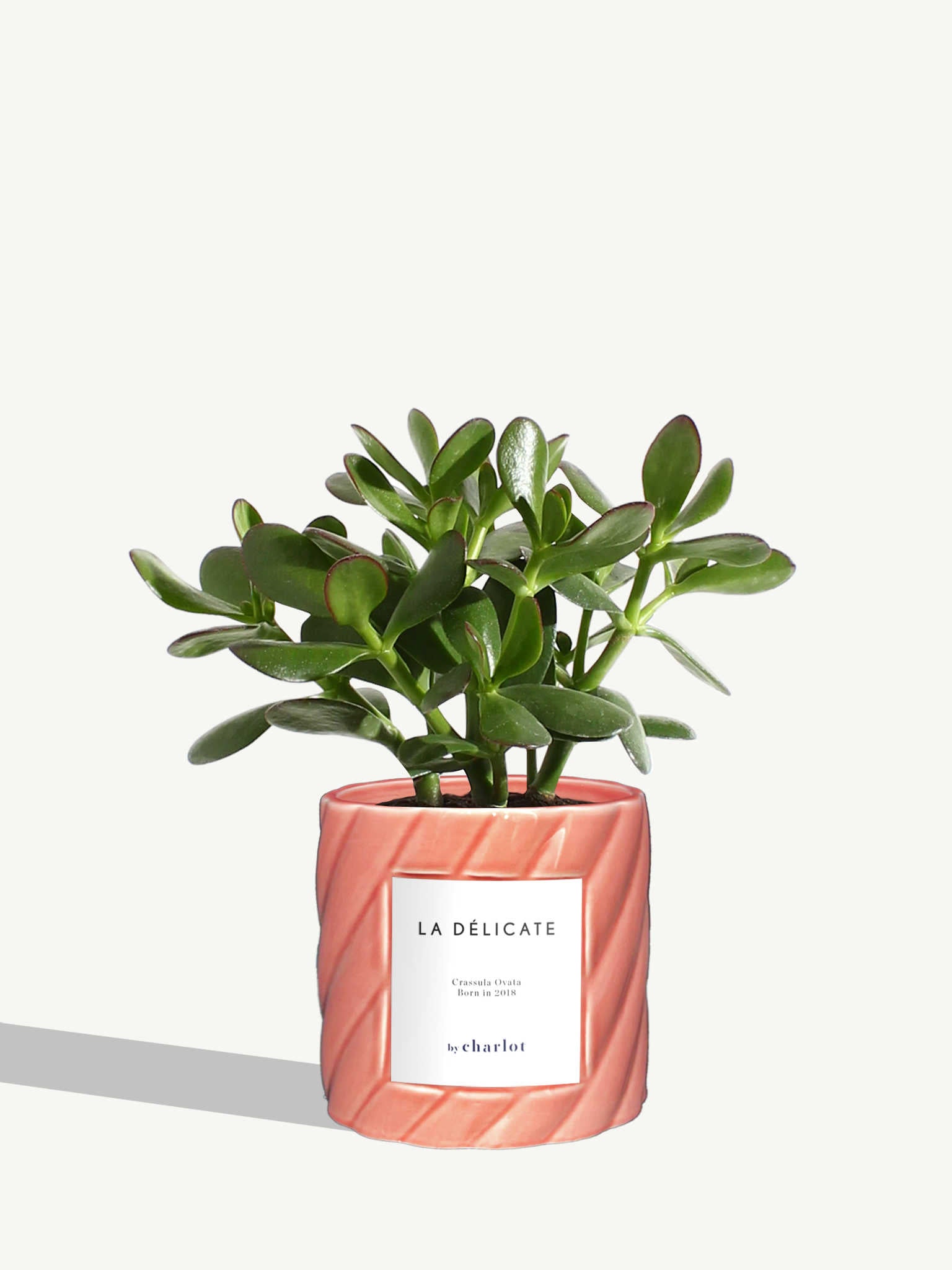The Delicate
