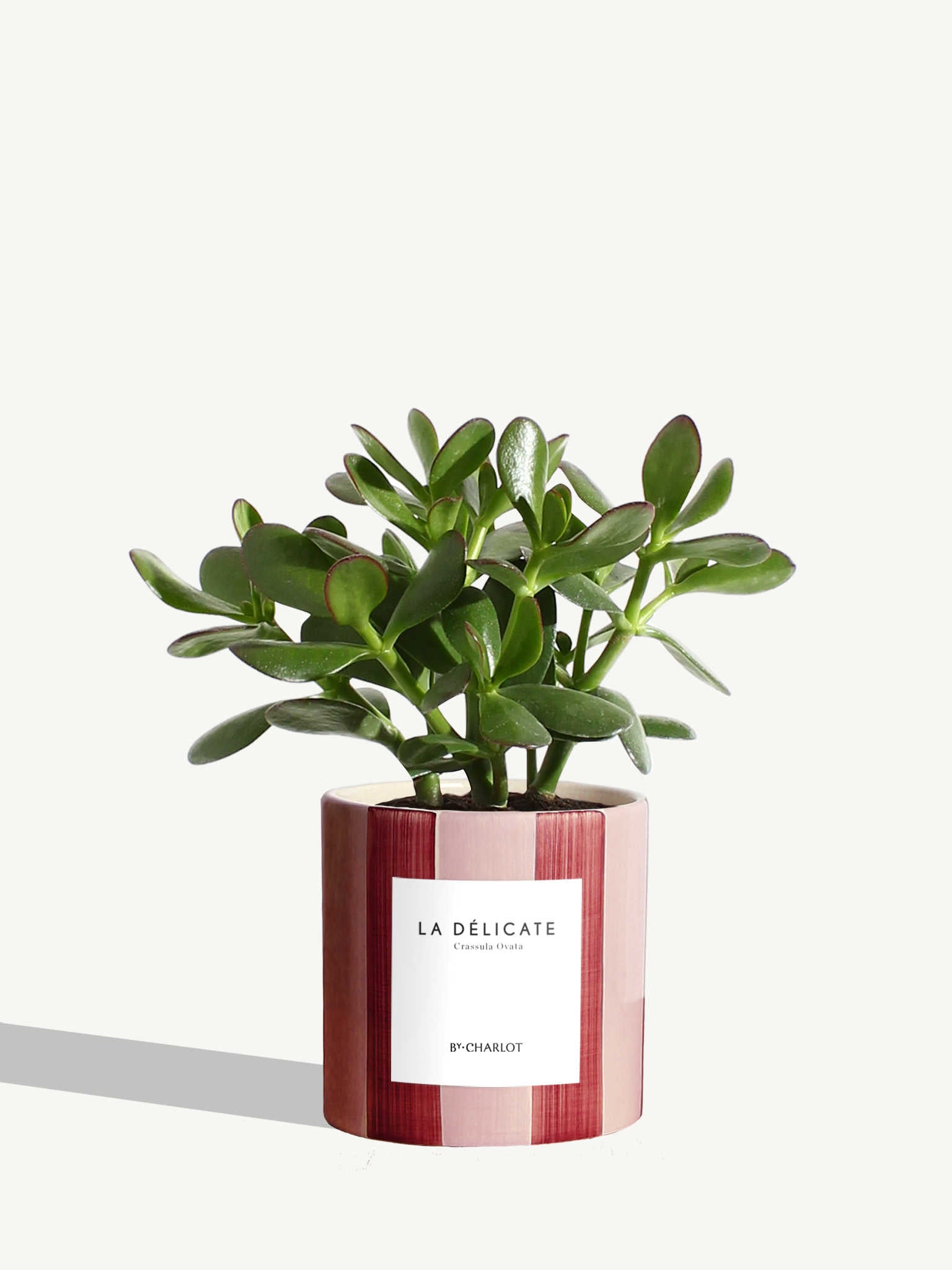 The Delicate