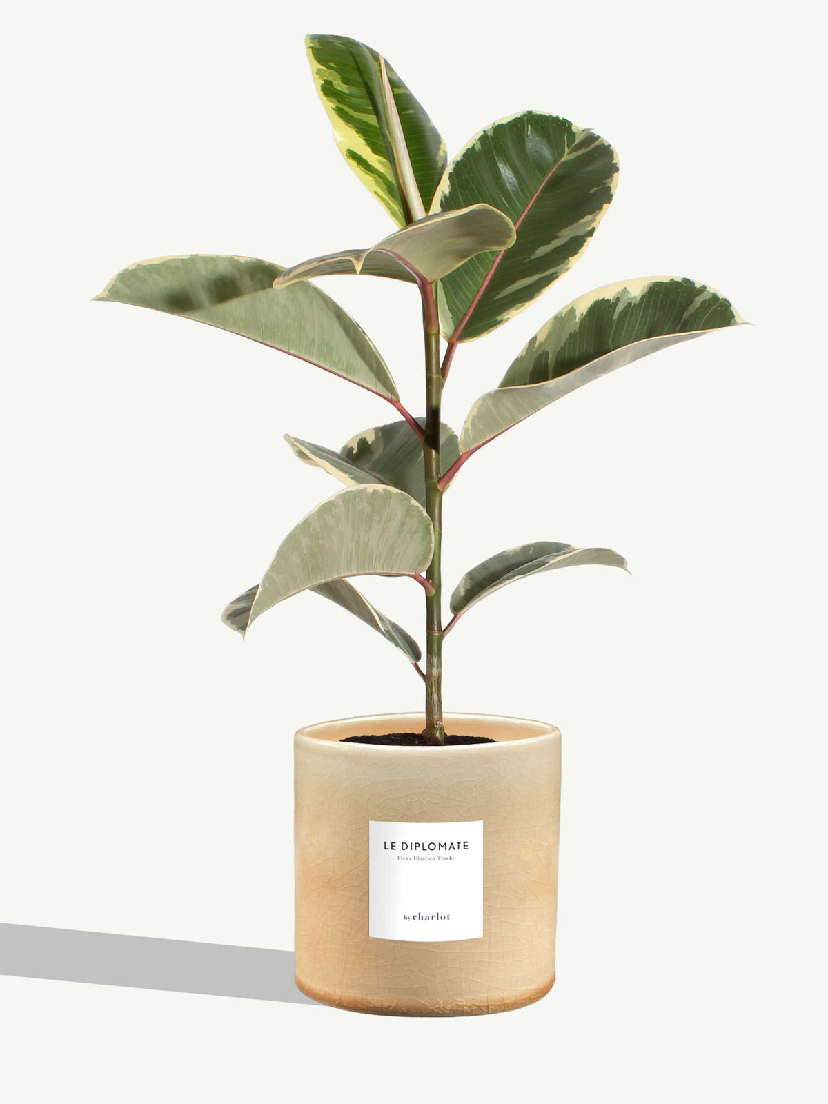 Le Diplomate