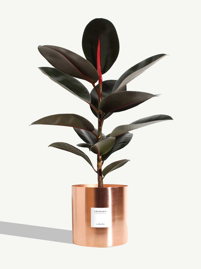 The Elegant - Extra Large - Copper Metal