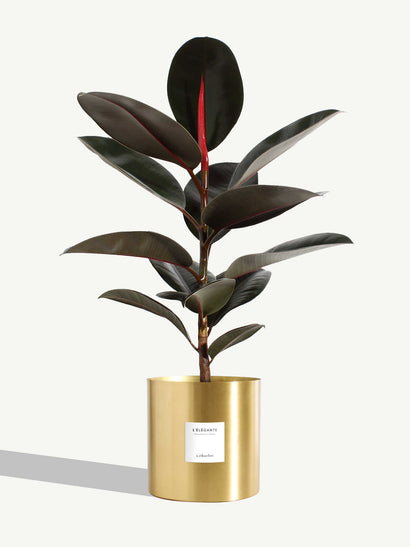 The Elegant - Extra Large Size - Gold Brass Metal