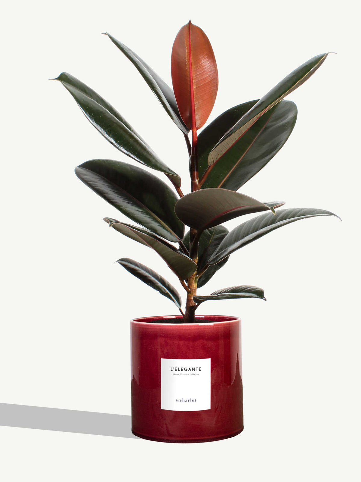 L'Élégante