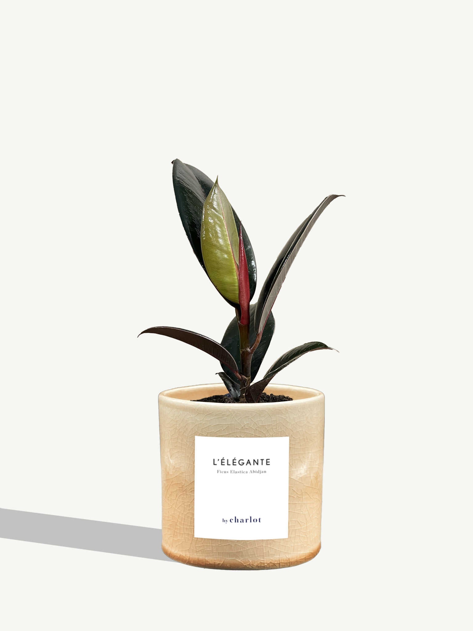 L'Élégante