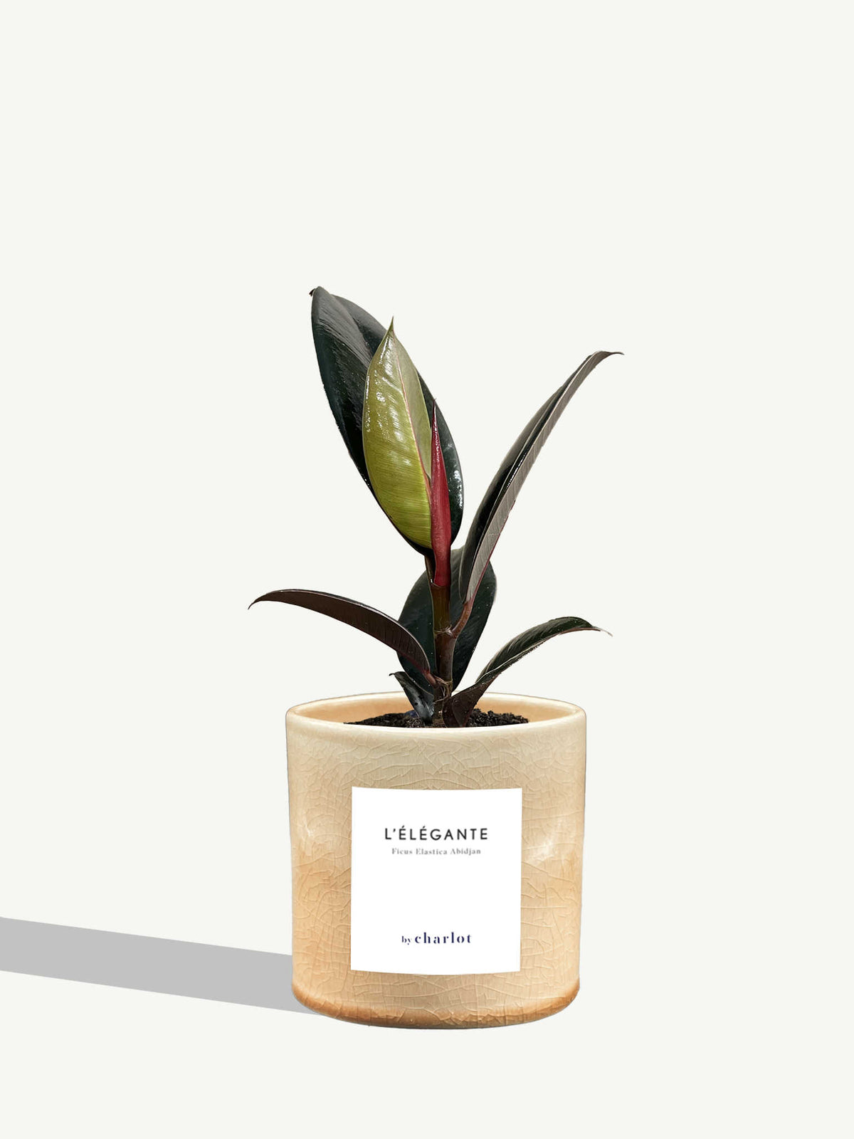 L'Élégante
