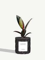 L'Élégante