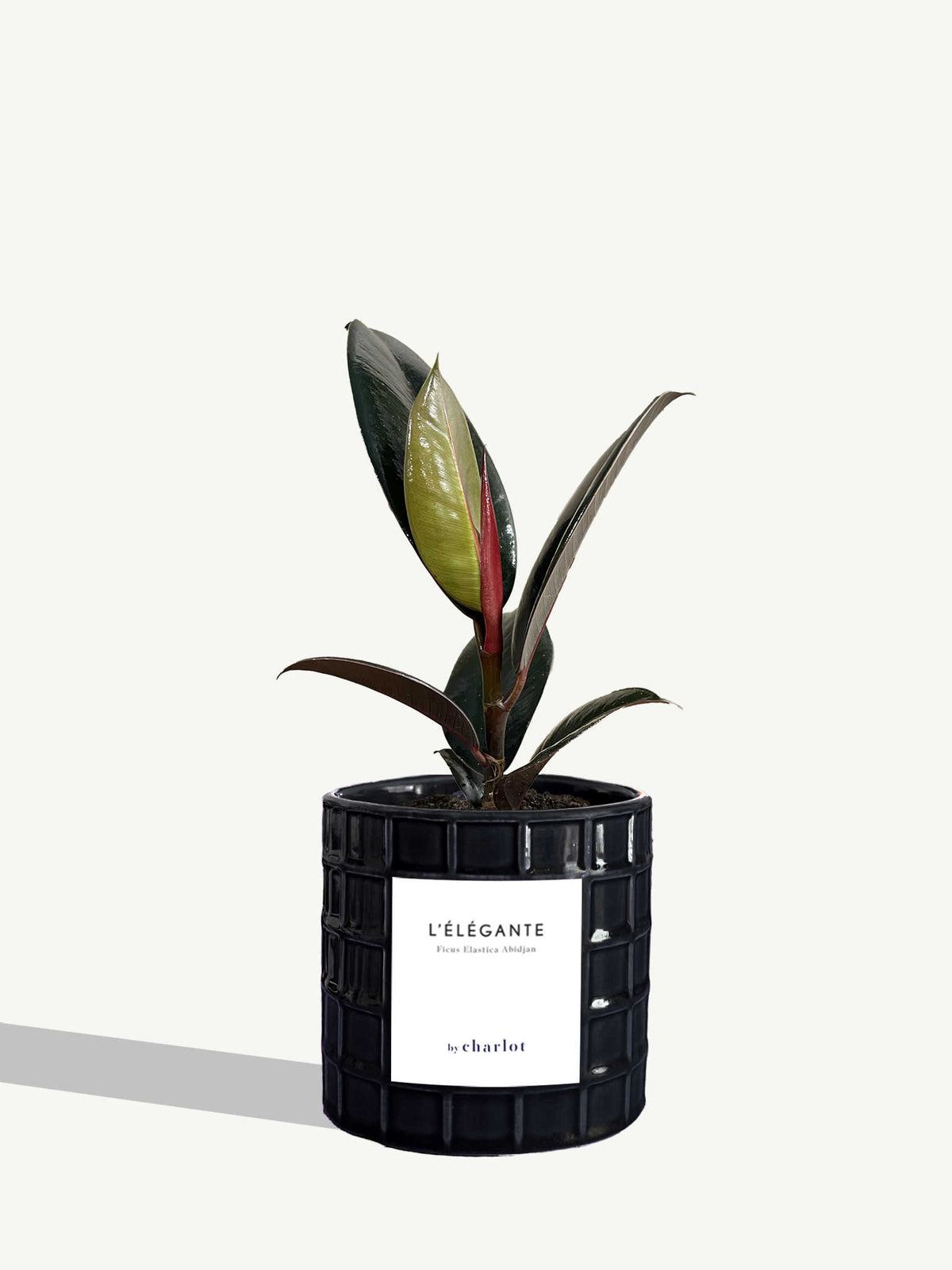 L'Élégante