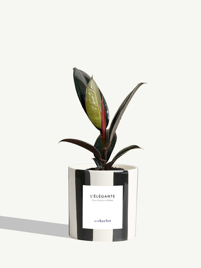 The Elegant - Striped Black Ceramic