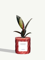 L'Élégante