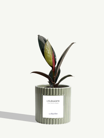 The Elegant - Olive Fluted Ceramic