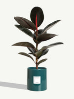 The Elegant One - Very Large Size - Maldive Ceramic