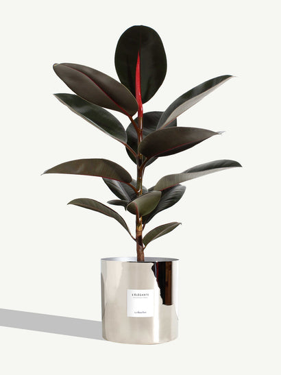 The Elegant - Very Large Size - Shiny Silver Metal
