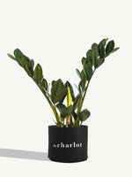 L'Extravagante pour céramique