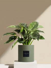 Le Fantastique - Pot vert