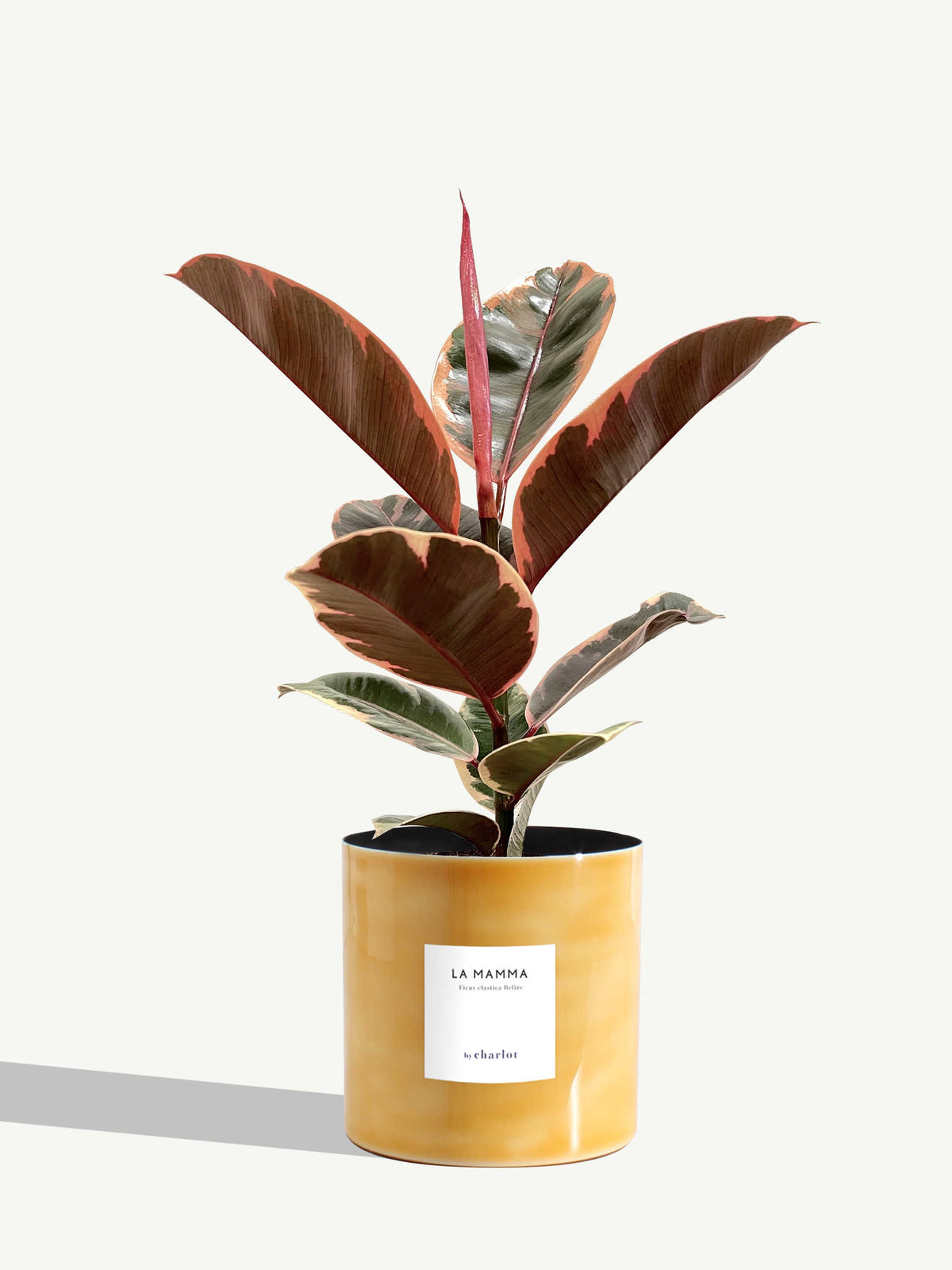 The Mamma