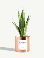 Le Flambeur